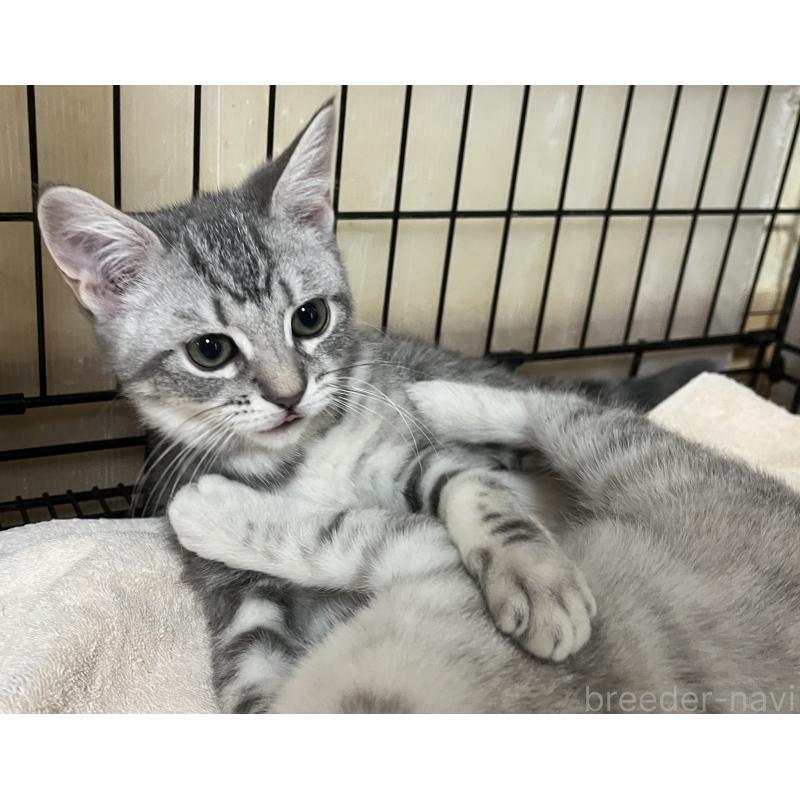 成約済の福岡県のスコティッシュフォールド-128898の5枚目