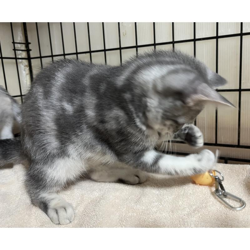 成約済の福岡県のスコティッシュフォールド-128898の4枚目