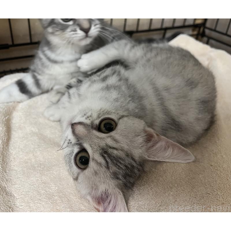 販売中の福岡県のスコティッシュフォールド-128901の5枚目