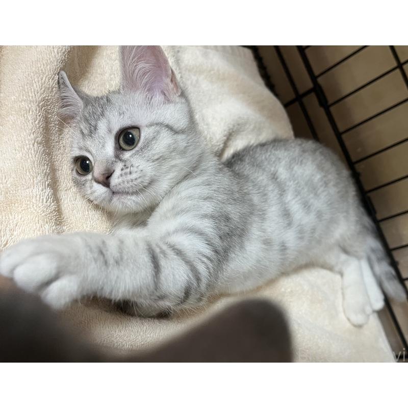 販売中の福岡県のスコティッシュフォールド-128901の4枚目