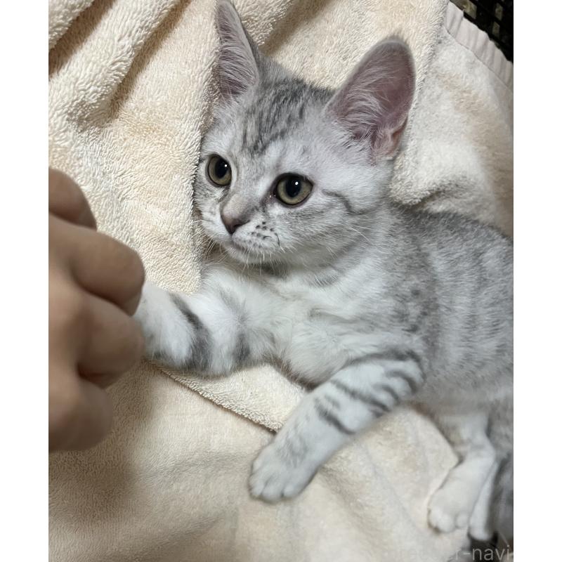 販売中の福岡県のスコティッシュフォールド-128901の3枚目