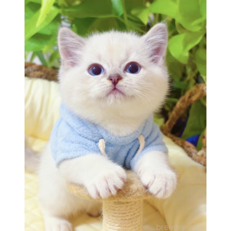 販売中の埼玉県のラグドール-133058の6枚目