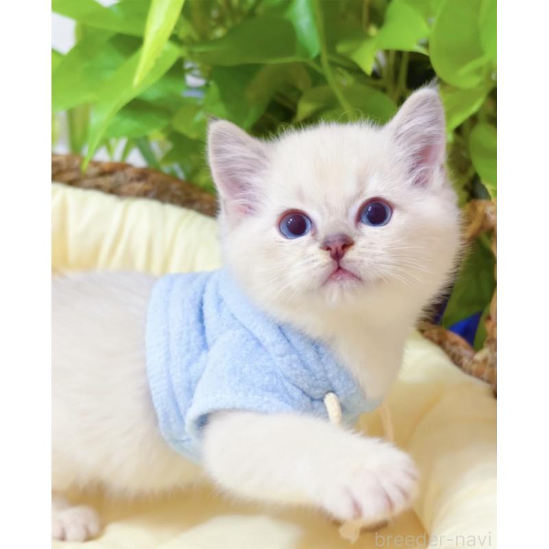 販売中の埼玉県のラグドール-133058の5枚目