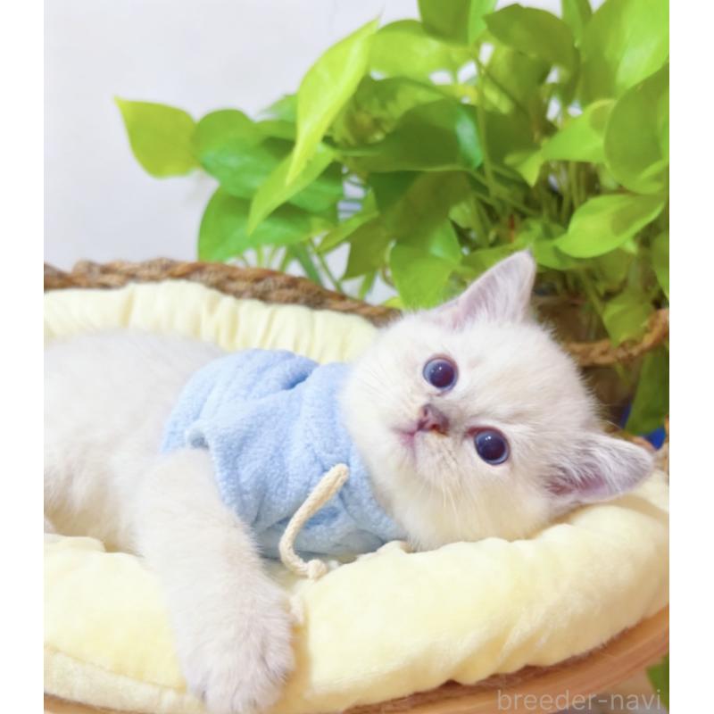 販売中の埼玉県のラグドール-133058の4枚目