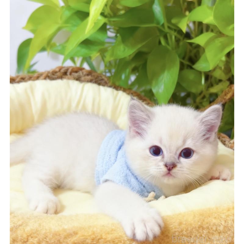 販売中の埼玉県のラグドール-133058の3枚目