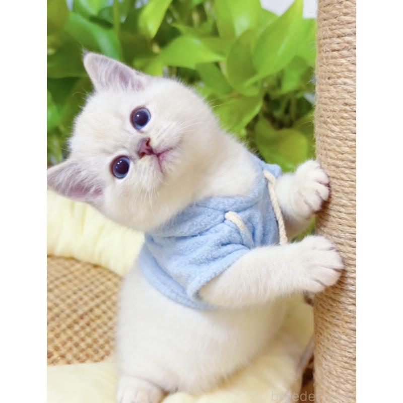 販売中の埼玉県のラグドール-133058の2枚目