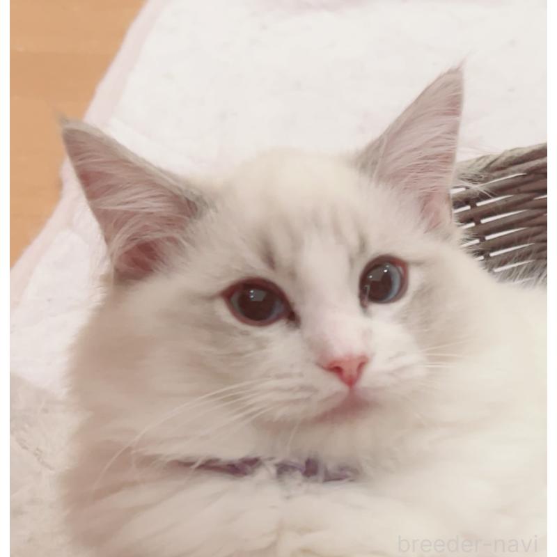 販売中の福島県のラグドール-127165