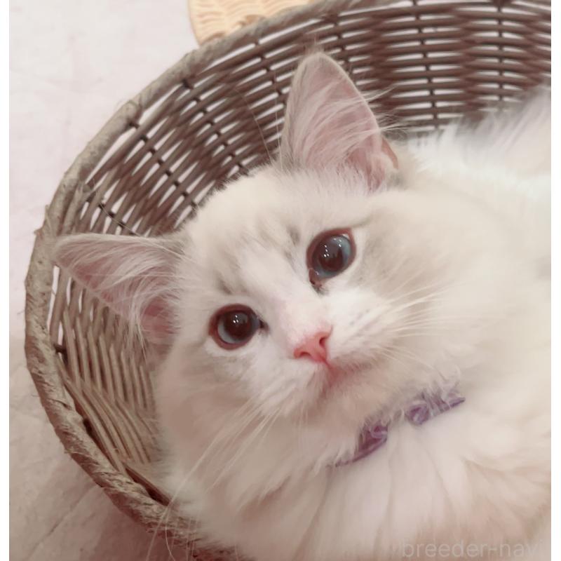 販売中の福島県のラグドール-127165の2枚目