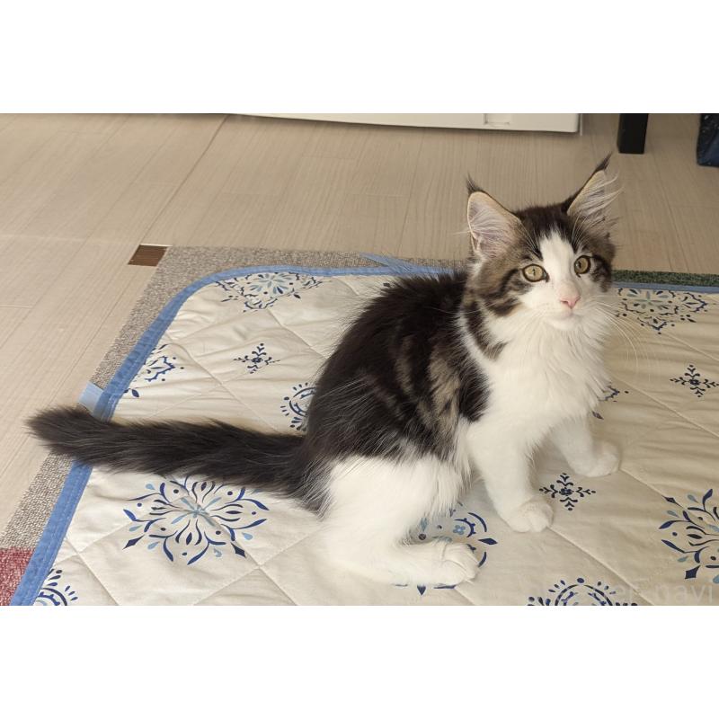 販売中の愛媛県のメインクーン-129043