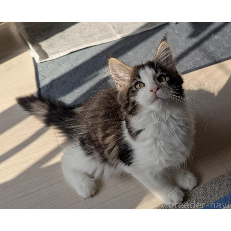 成約済の愛媛県のメインクーン-129043の3枚目