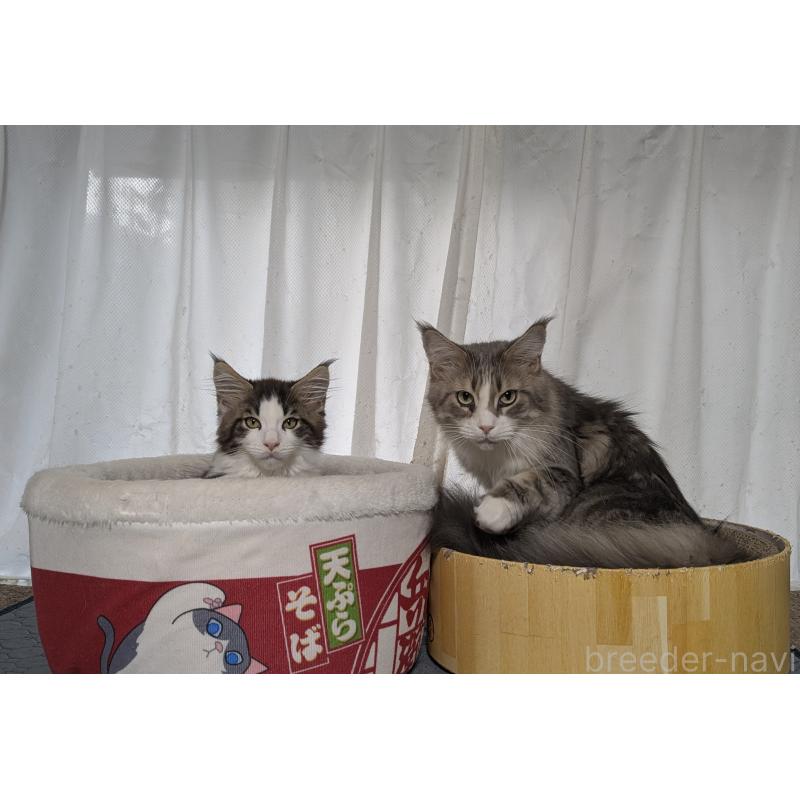 成約済の愛媛県のメインクーン-129043の2枚目