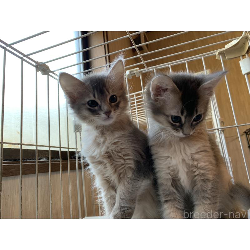 成約済の静岡県のソマリ-131913の2枚目