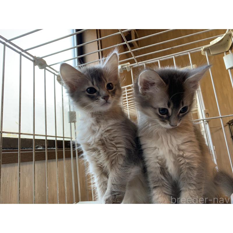 成約済の静岡県のソマリ-131911の2枚目