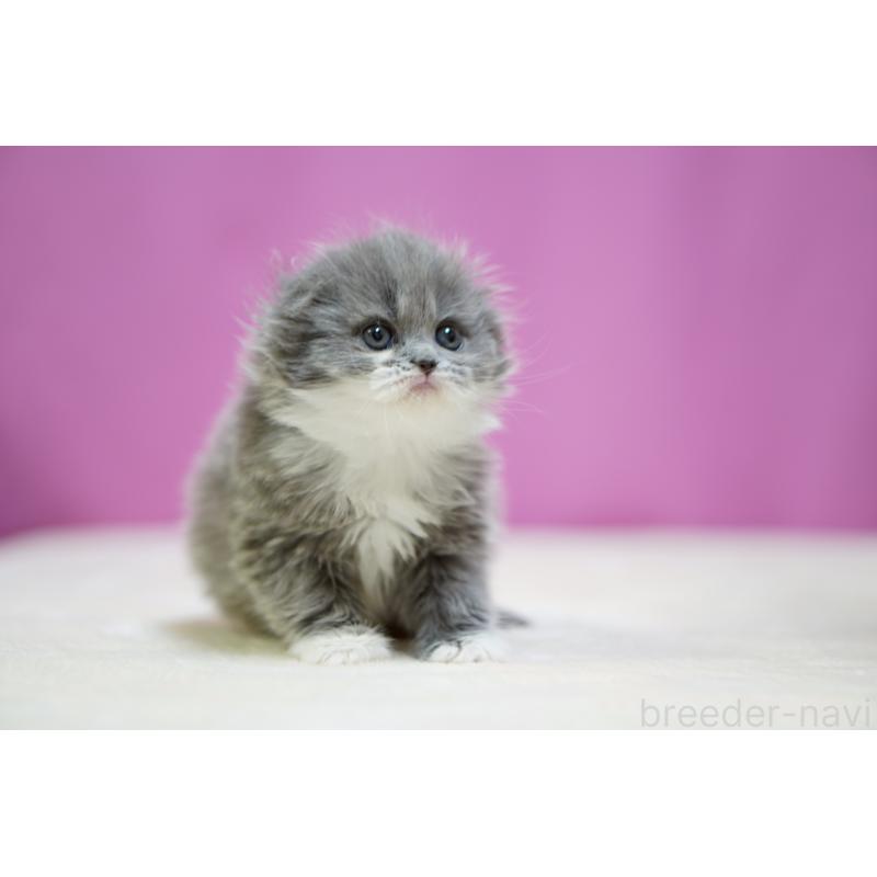 販売中の埼玉県のスコティッシュフォールド(折れ耳)-132989の6枚目