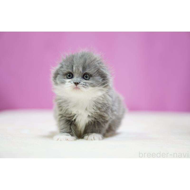 販売中の埼玉県のスコティッシュフォールド(折れ耳)-132989の5枚目