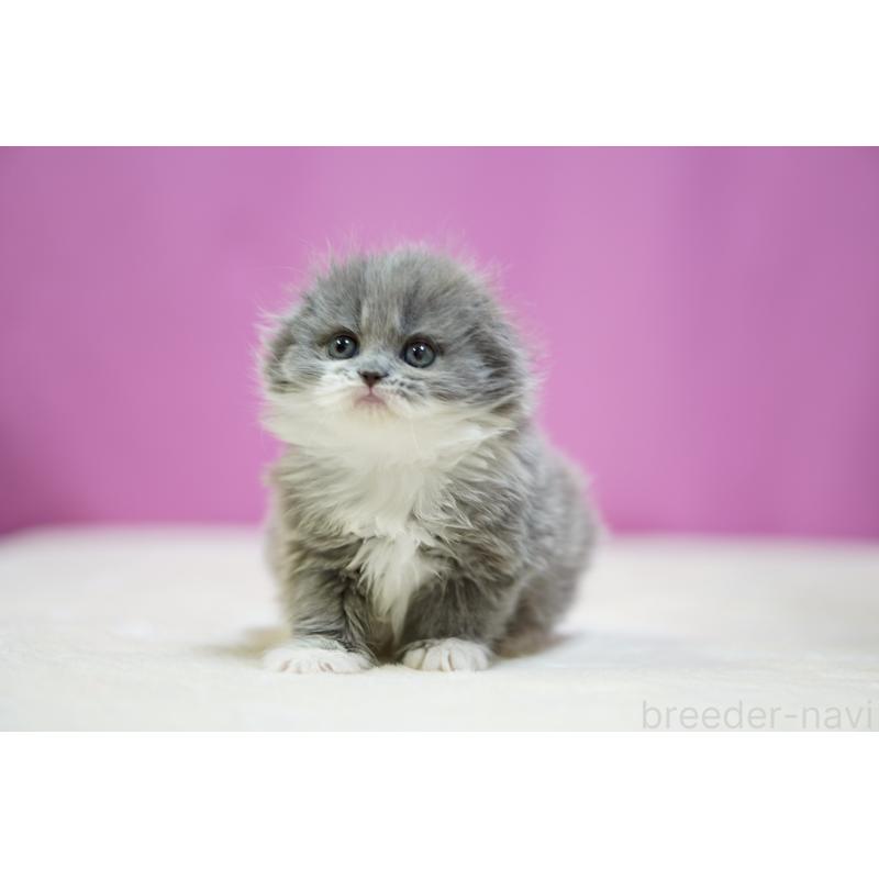 販売中の埼玉県のスコティッシュフォールド(折れ耳)-132989の4枚目