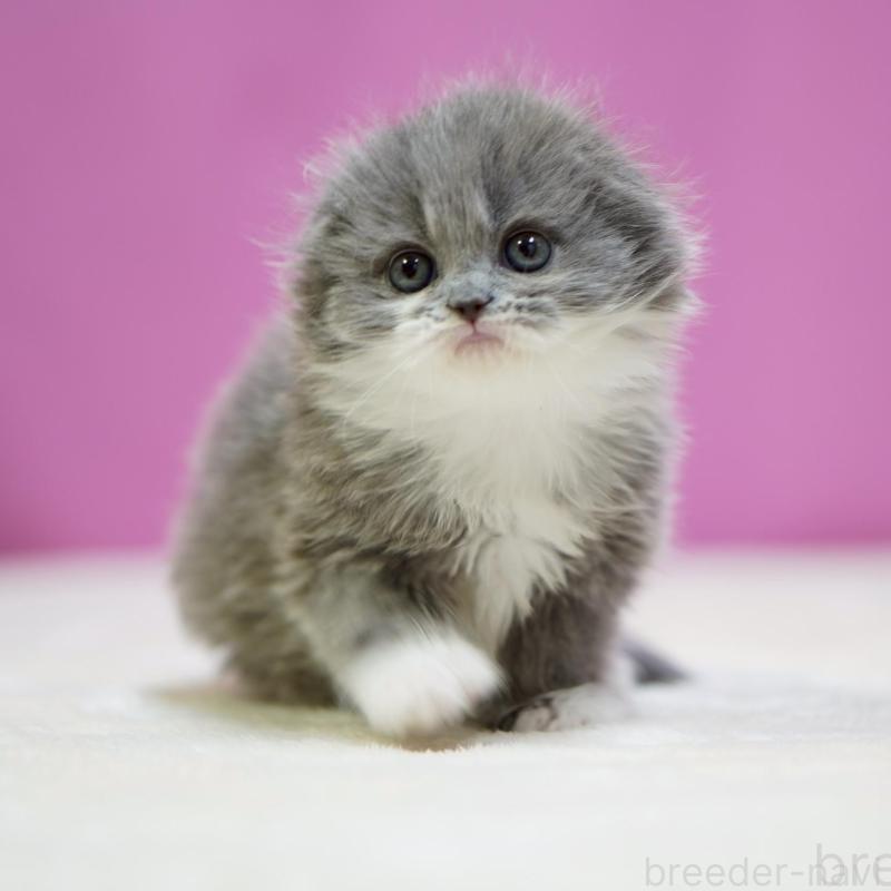 販売中の埼玉県のスコティッシュフォールド(折れ耳)-132989の1枚目