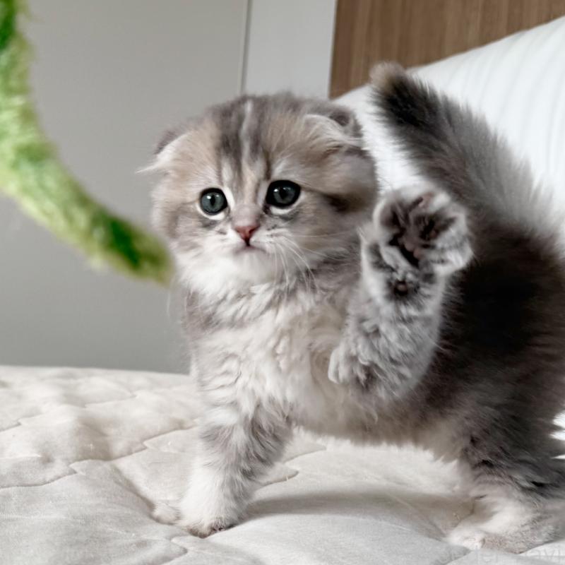 商談中の福岡県のスコティッシュフォールド(折れ耳)-131485の13枚目