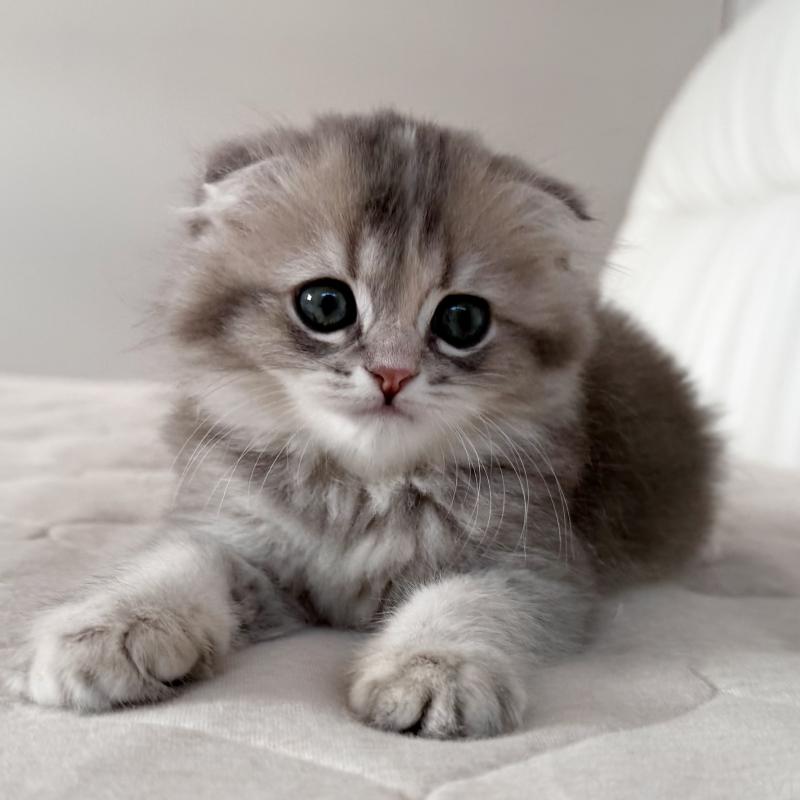 商談中の福岡県のスコティッシュフォールド(折れ耳)-131485の12枚目