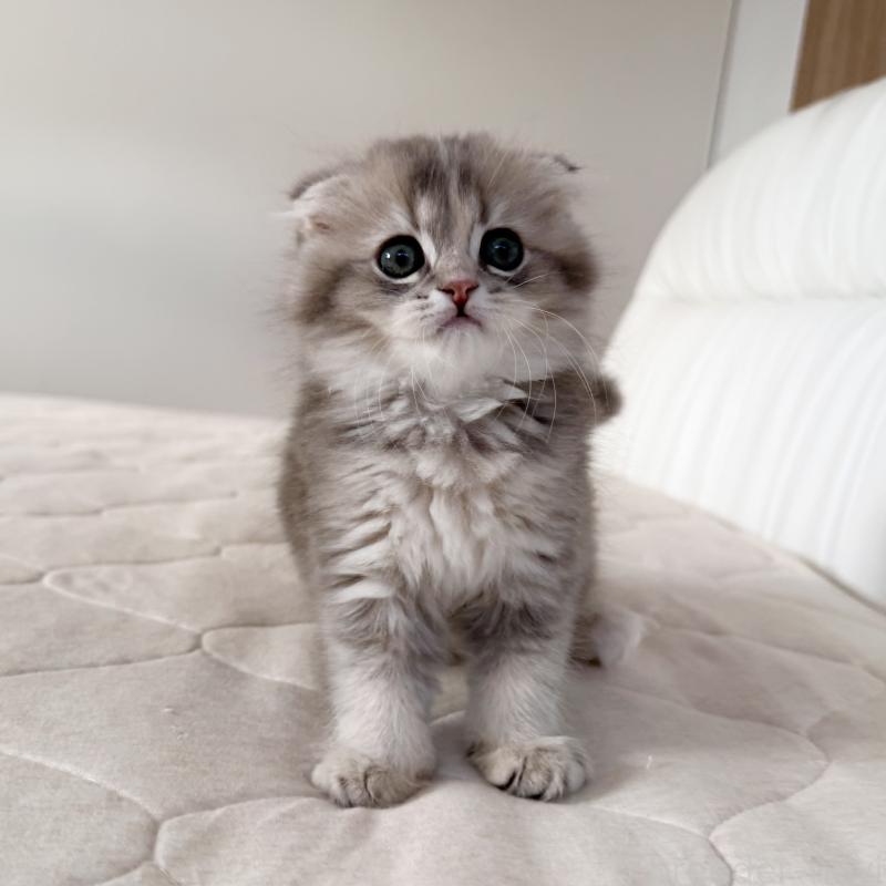 商談中の福岡県のスコティッシュフォールド(折れ耳)-131485の10枚目