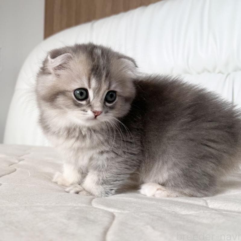 商談中の福岡県のスコティッシュフォールド(折れ耳)-131485の9枚目