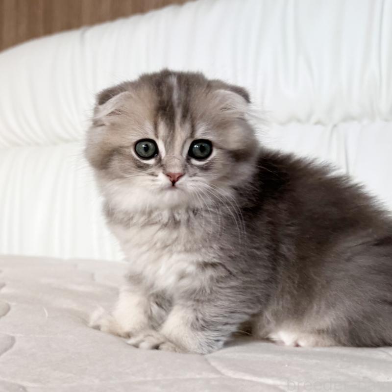 商談中の福岡県のスコティッシュフォールド(折れ耳)-131485の8枚目