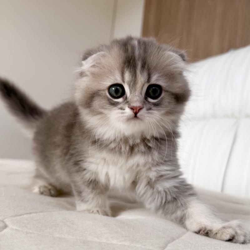 商談中の福岡県のスコティッシュフォールド(折れ耳)-131485の7枚目