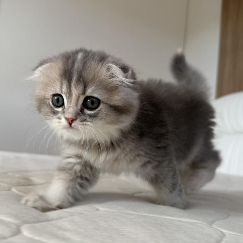 商談中の福岡県のスコティッシュフォールド(折れ耳)-131485の6枚目