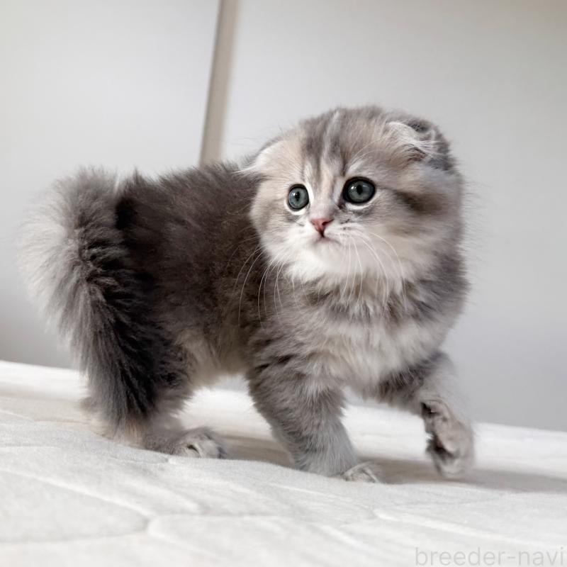 商談中の福岡県のスコティッシュフォールド(折れ耳)-131485の5枚目