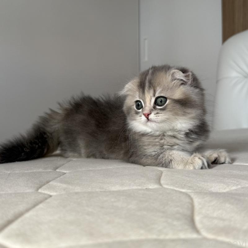 商談中の福岡県のスコティッシュフォールド(折れ耳)-131485の4枚目