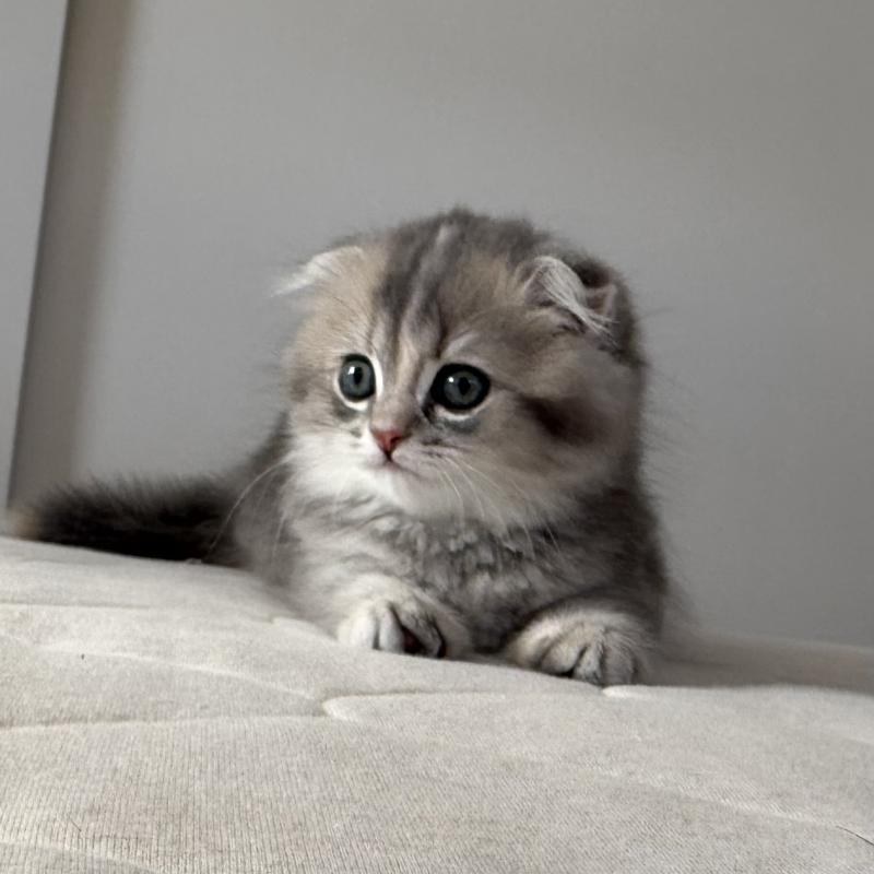 商談中の福岡県のスコティッシュフォールド(折れ耳)-131485の3枚目