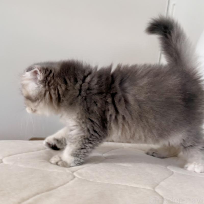 商談中の福岡県のスコティッシュフォールド(折れ耳)-131485の2枚目