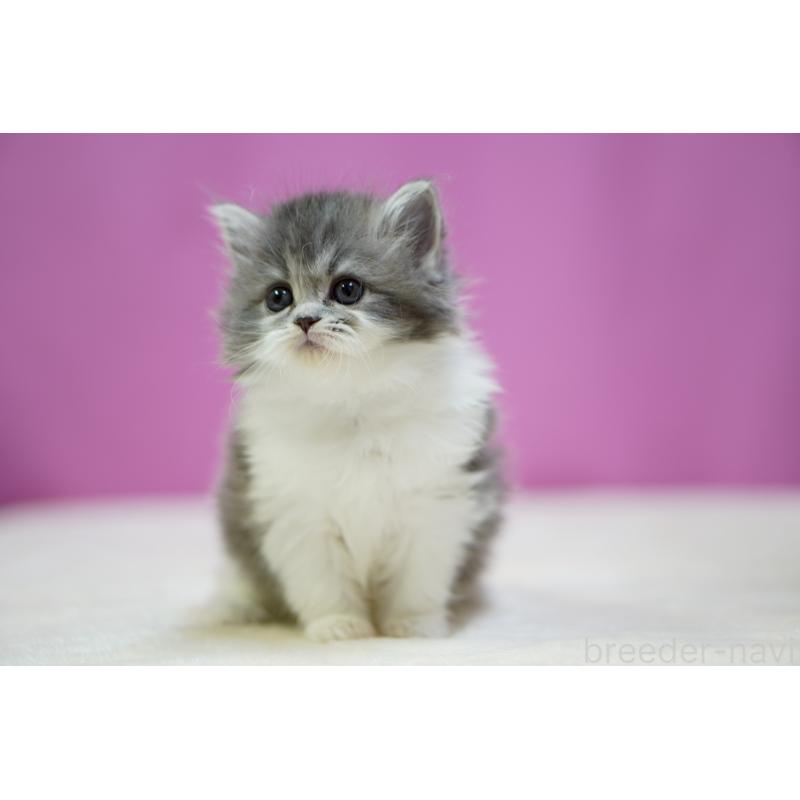 販売中の埼玉県のスコティッシュストレート-132990の6枚目