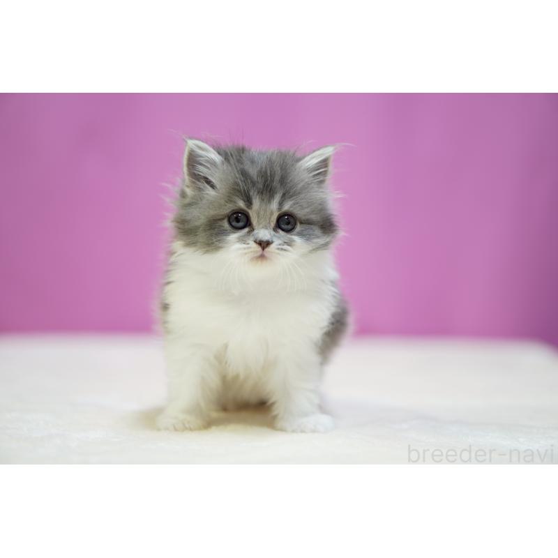 販売中の埼玉県のスコティッシュストレート-132990の5枚目