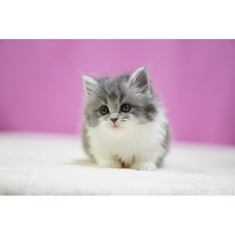 販売中の埼玉県のスコティッシュストレート-132990の3枚目