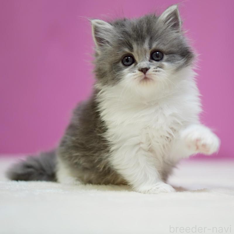 販売中の埼玉県のスコティッシュストレート-132990