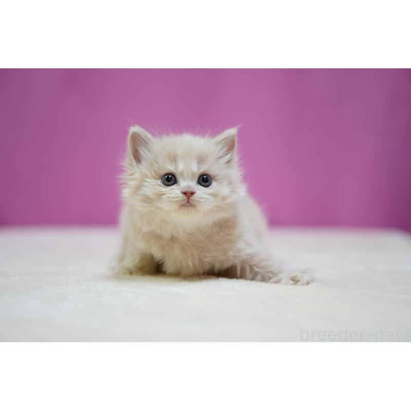 販売中の埼玉県のスコティッシュストレート-132991の8枚目