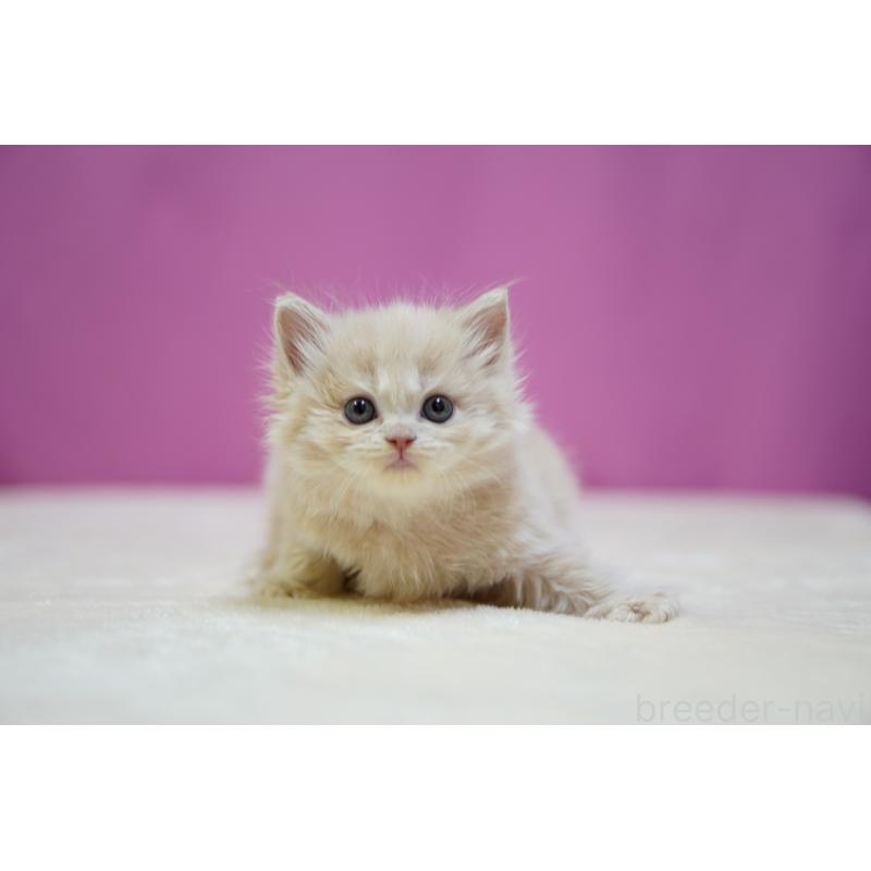 販売中の埼玉県のスコティッシュストレート-132991の7枚目