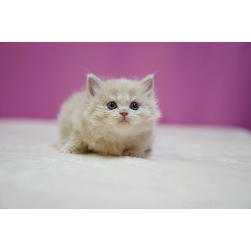 販売中の埼玉県のスコティッシュストレート-132991の6枚目