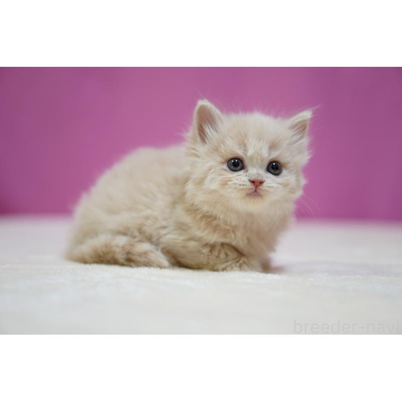 販売中の埼玉県のスコティッシュストレート-132991の5枚目