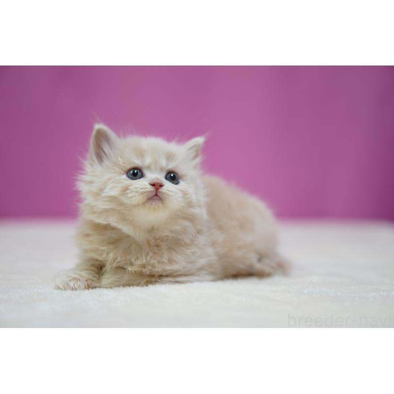 販売中の埼玉県のスコティッシュストレート-132991の4枚目