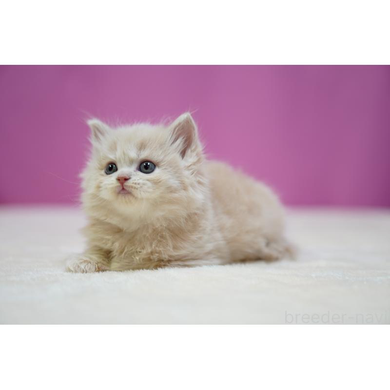 販売中の埼玉県のスコティッシュストレート-132991の3枚目