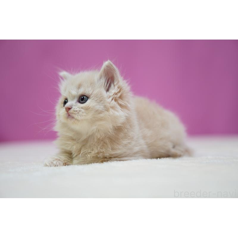 販売中の埼玉県のスコティッシュストレート-132991の2枚目