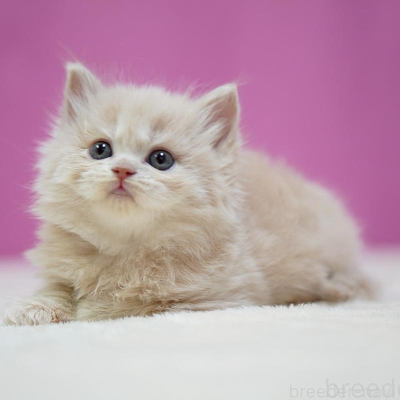 販売中の埼玉県のスコティッシュストレート-132991