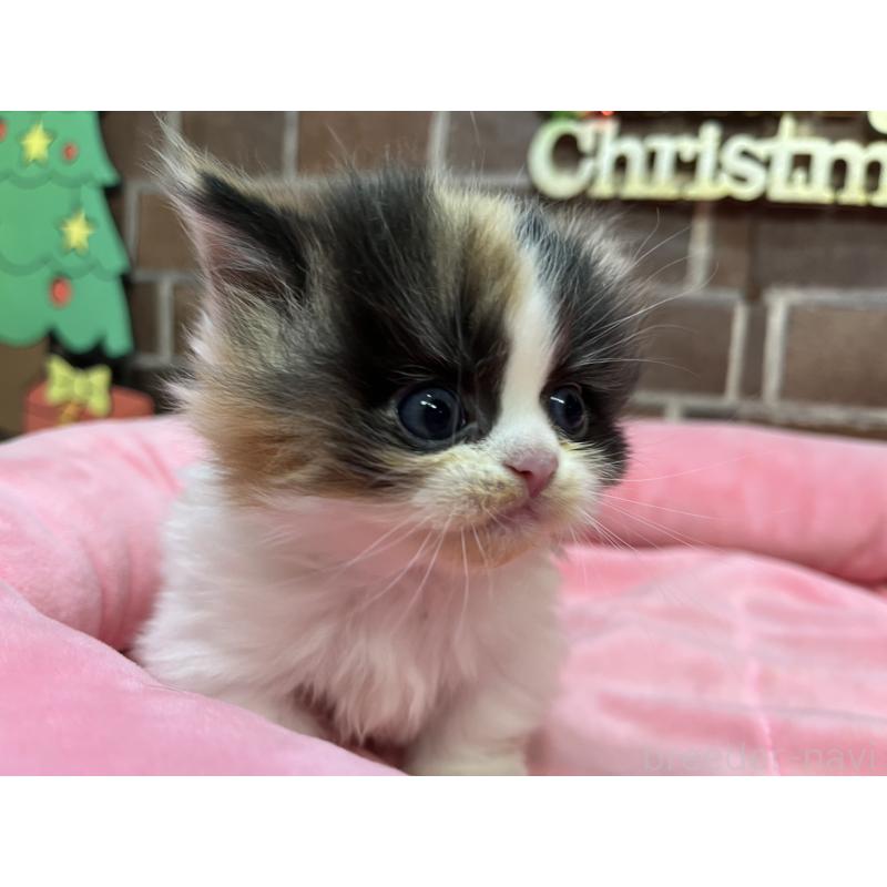 販売中の東京都のミヌエット(短足)-132992の10枚目