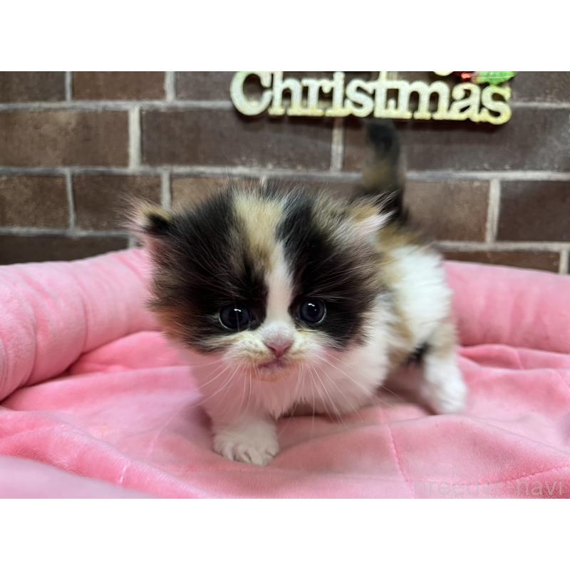 販売中の東京都のミヌエット(短足)-132992の9枚目