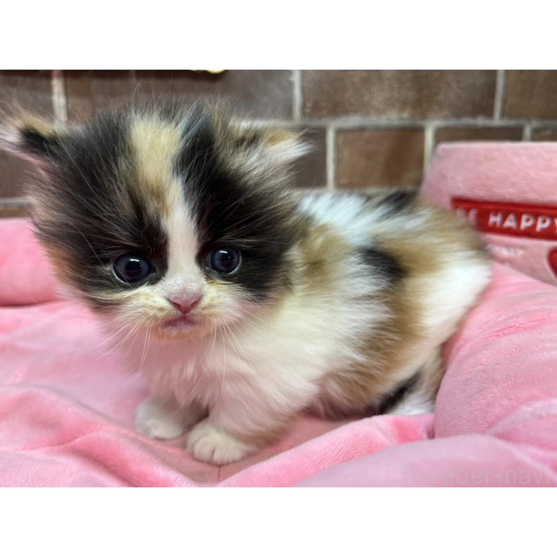 販売中の東京都のミヌエット(短足)-132992の8枚目