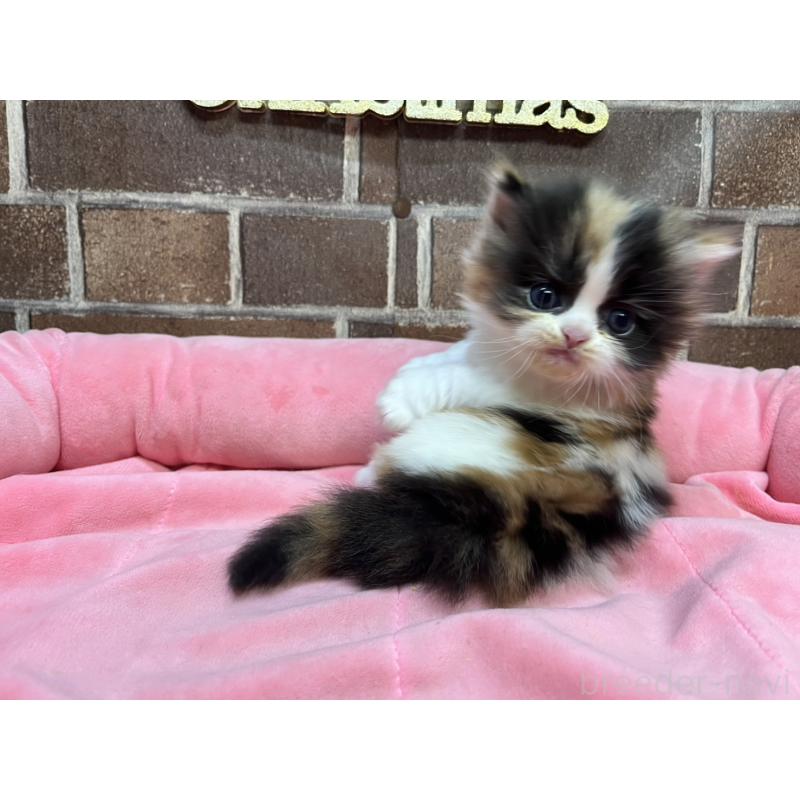 販売中の東京都のミヌエット(短足)-132992の7枚目