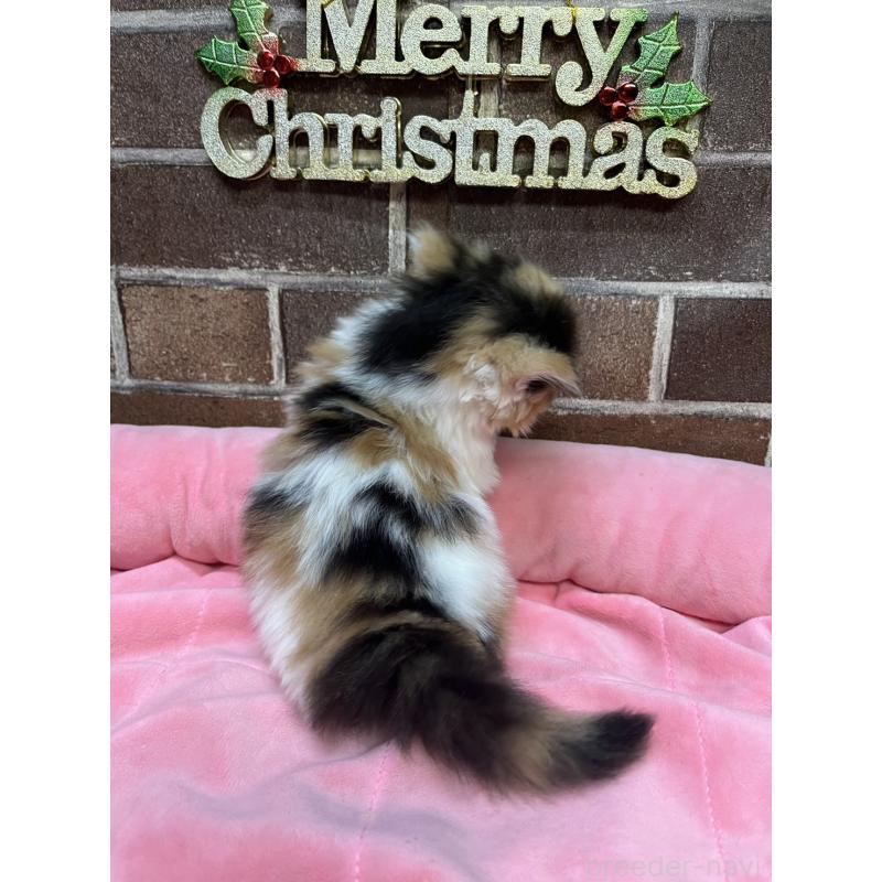 販売中の東京都のミヌエット(短足)-132992の6枚目