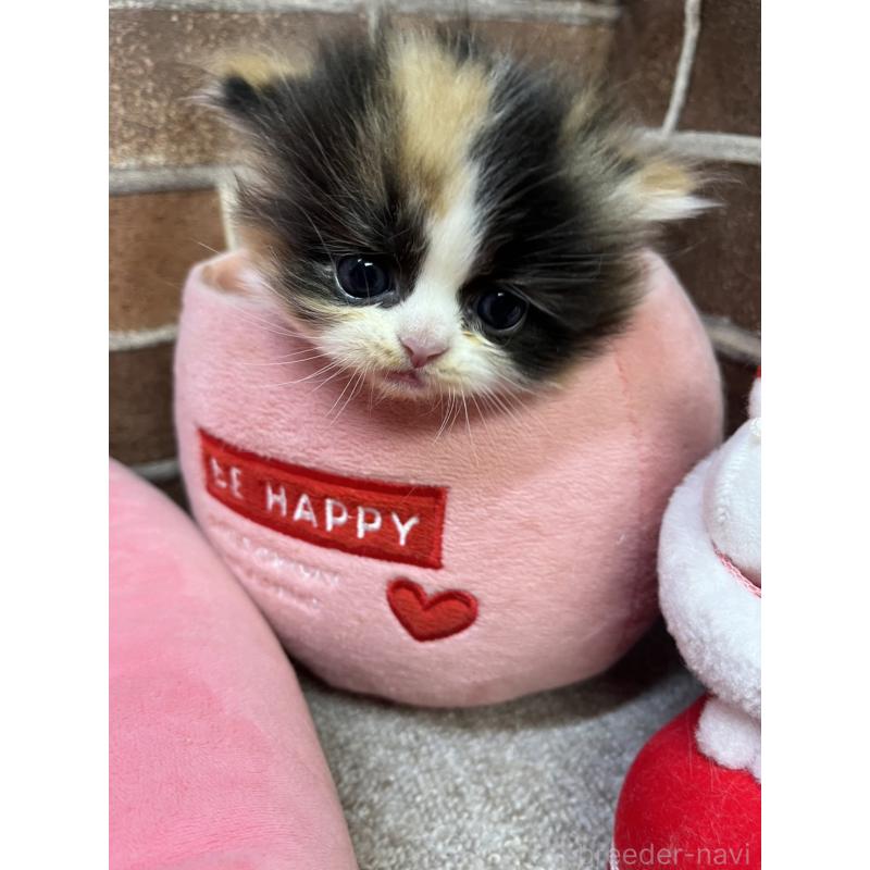 販売中の東京都のミヌエット(短足)-132992の5枚目